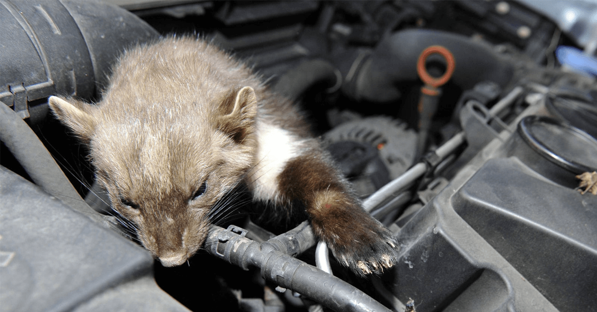 Teilkaskoversicherung