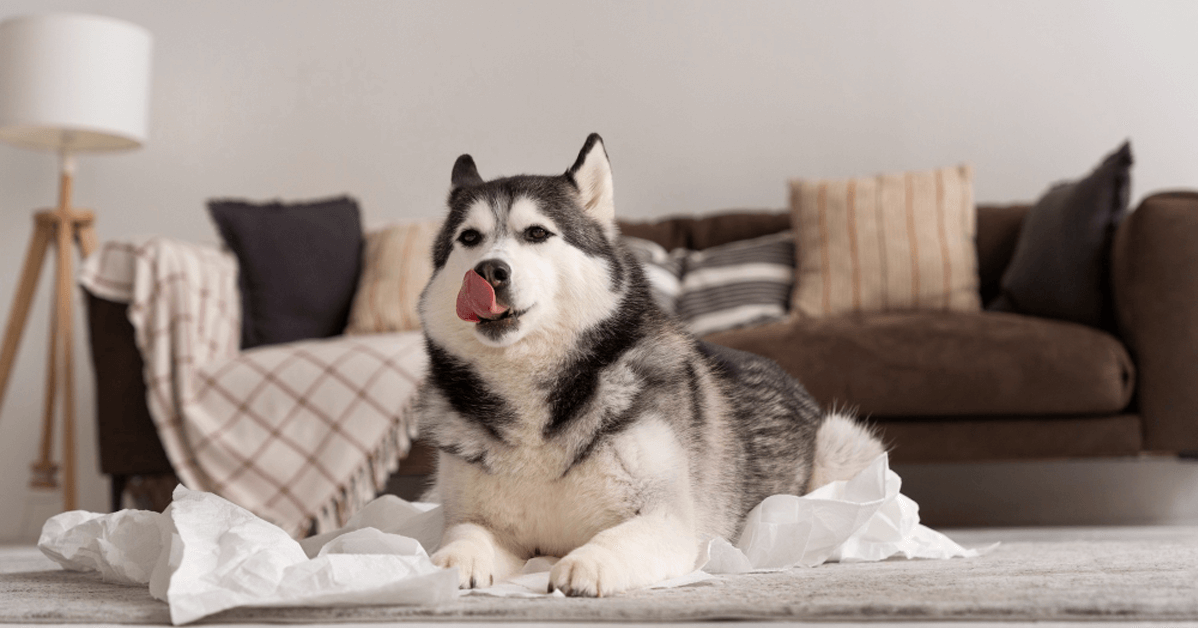 Tierkrankenversicherung