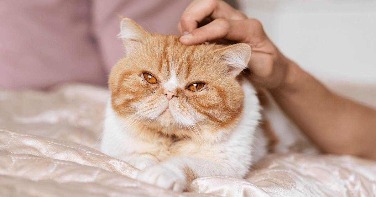 Tierkrankenversicherung