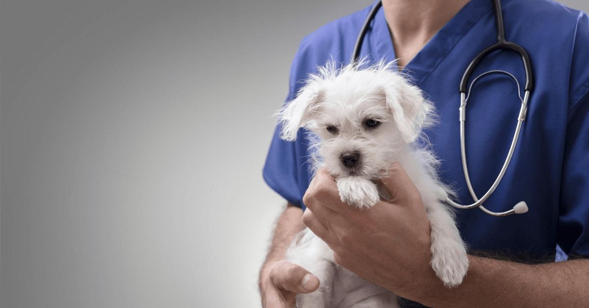 Hundekrankenversicherung