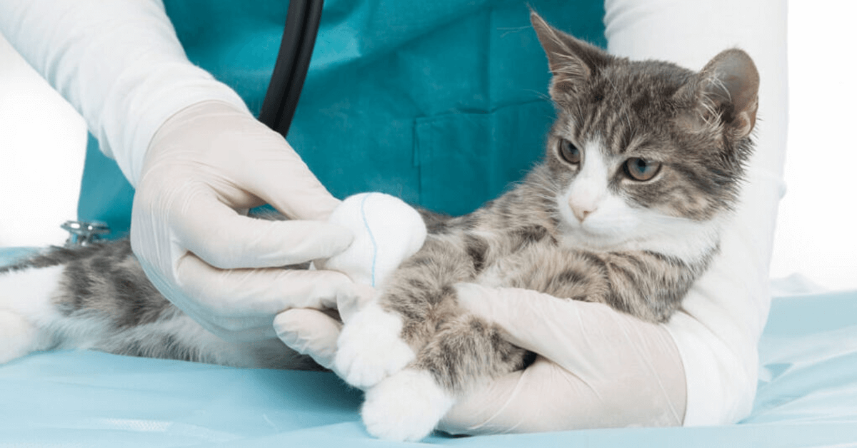 Katzen OP Versicherung