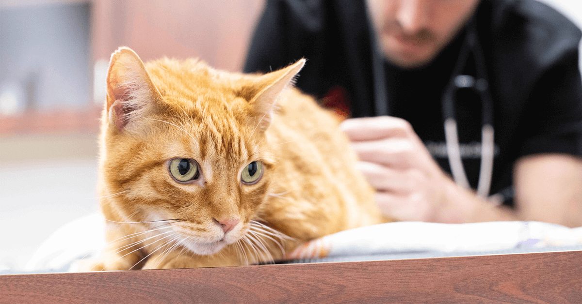 Katzen OP Versicherung: Schutz vor hohen Tierarztkosten