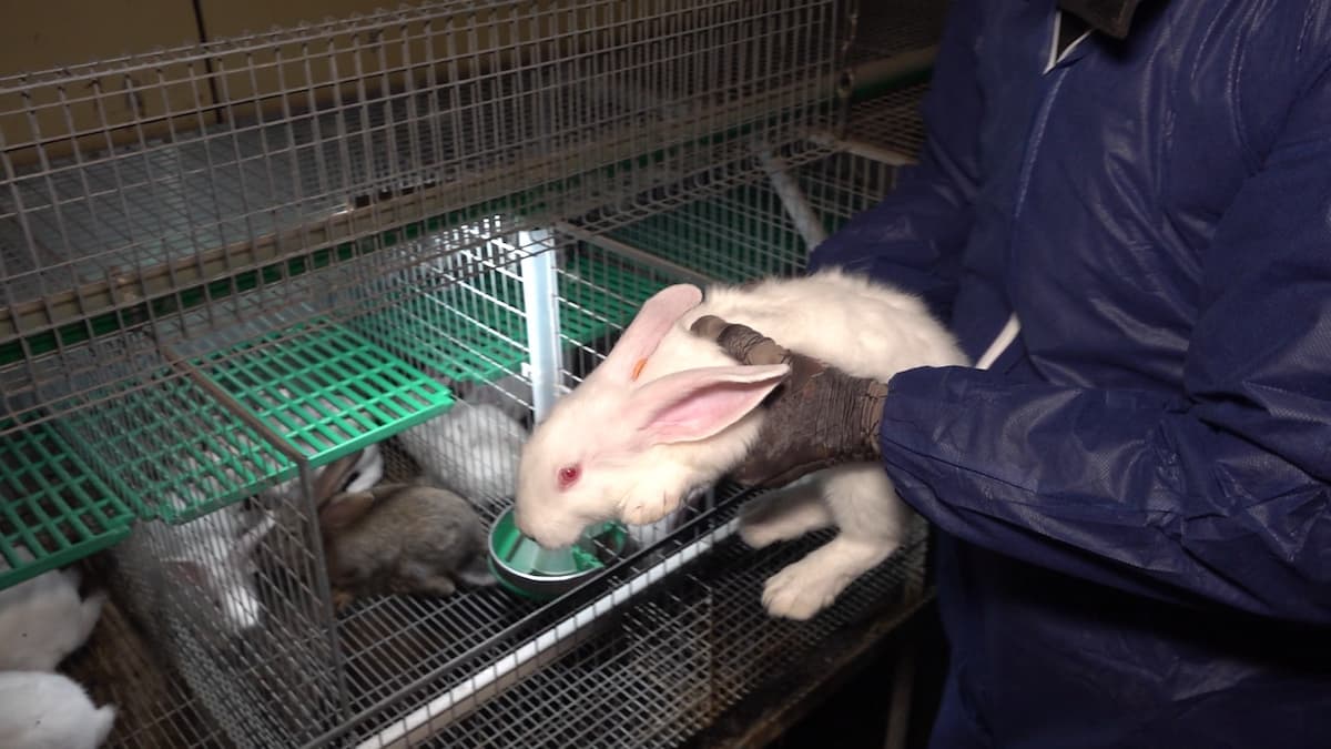 Kaninchen Krankenversicherung – Der komplette Ratgeber für Halter von Kaninchen in Deutschland