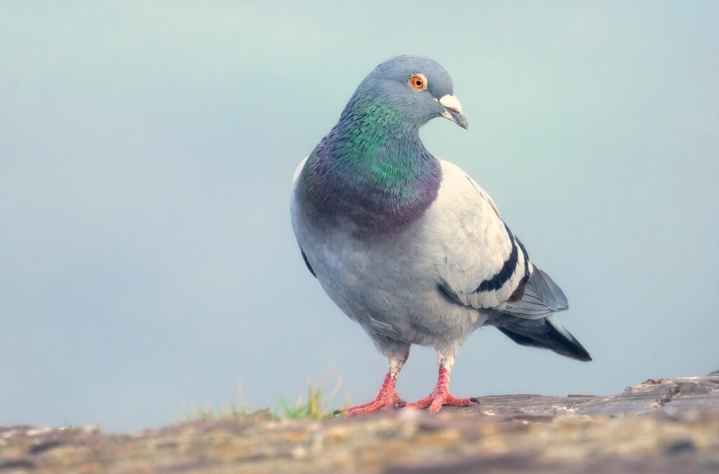 ‘Slow-cial’ app Roost forces you to slow down to the speed of a carrier pigeon