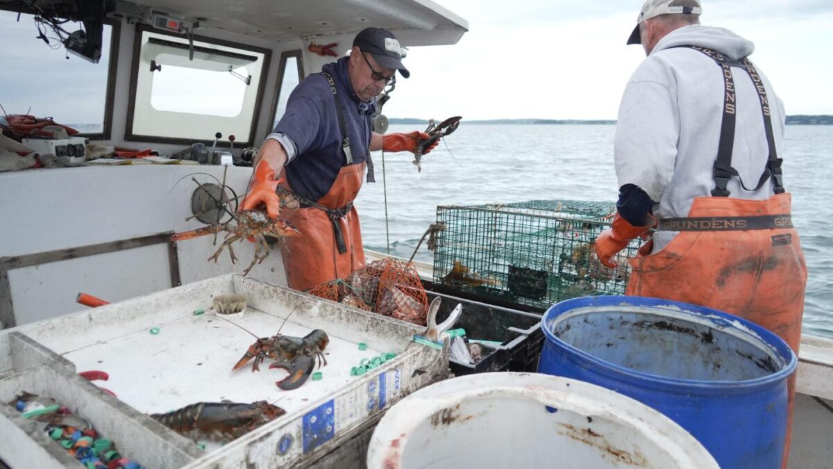 Lobsterman Steve Train, left, puts a lobster recovered from a trap on a table on the fishing boat while his brother, Dan Train, moves to help in Casco Bay, Maine, on Wednesday, Sept. 16, 2026.